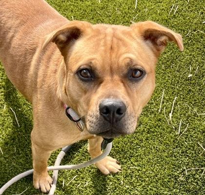 Enlarge Terra 4668, a Adoptable mixed breed in Traverse City, MI image 2/3