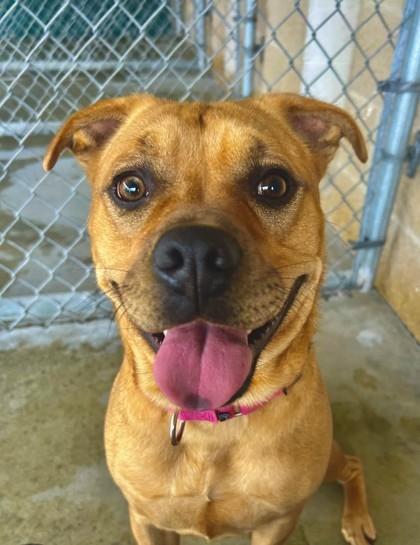 Enlarge Terra 4668, a Adoptable mixed breed in Traverse City, MI image 3/3