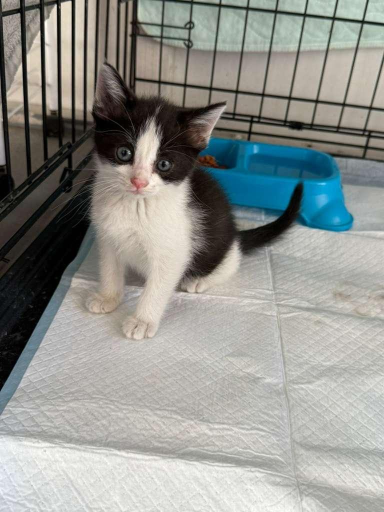 Sparkling, ADOPTABLE, Kitten Female American Shorthair.