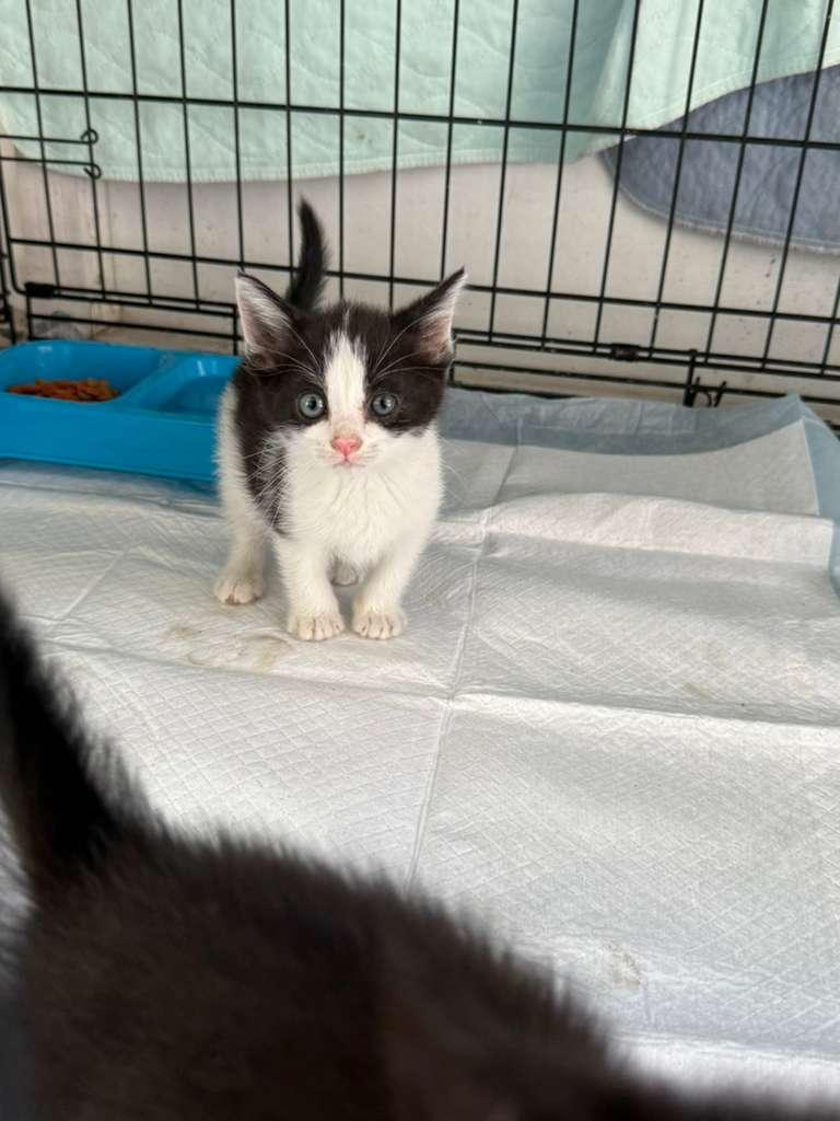 Enlarge Sparkling, a ADOPTABLE American Shorthair in Tampa, FL image 2/2
