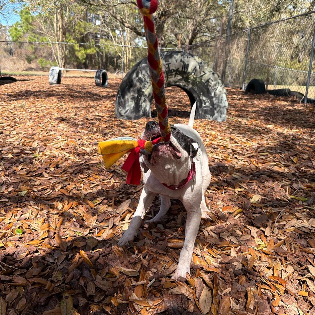 Bloom, a Adoptable Mixed Breed in Titusville, FL image 3/6