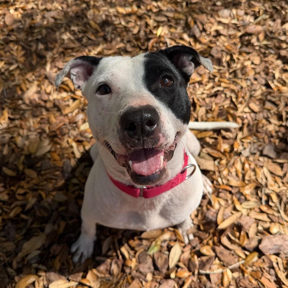 Bloom, a Adoptable Mixed Breed in Titusville, FL image 4/6