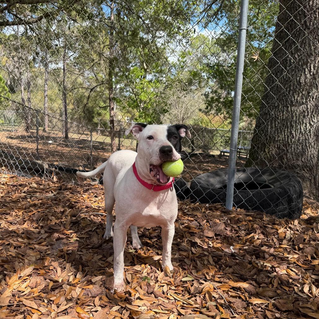 Bloom, a Adoptable Mixed Breed in Titusville, FL image 6/6