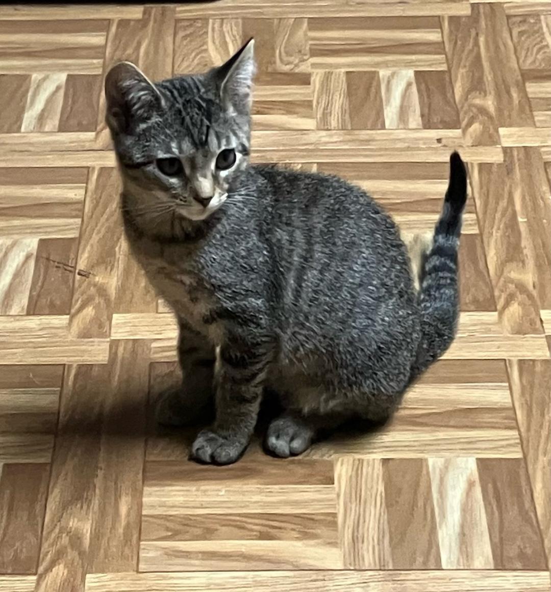 Baylee, Adoptable, Kitten Female Tabby.