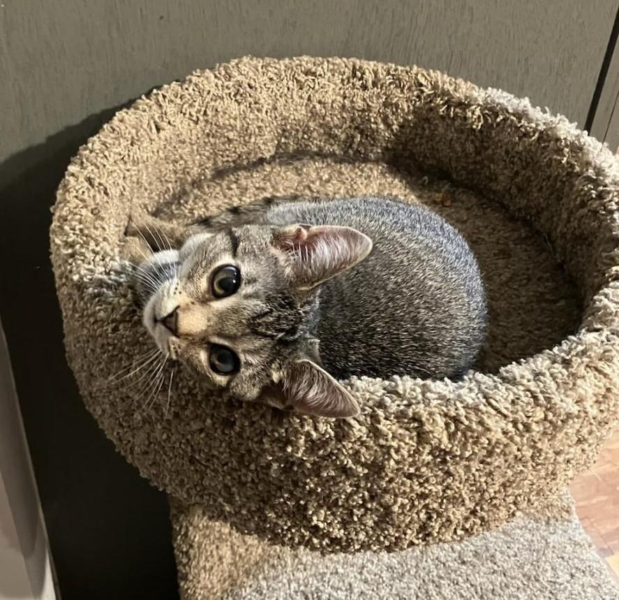 Enlarge Baylee, a Adoptable Tabby in Wayne, NJ image 2/4