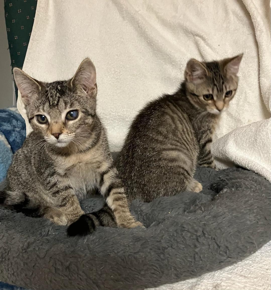 Baylee, a Adoptable Tabby in Wayne, NJ image 2/2