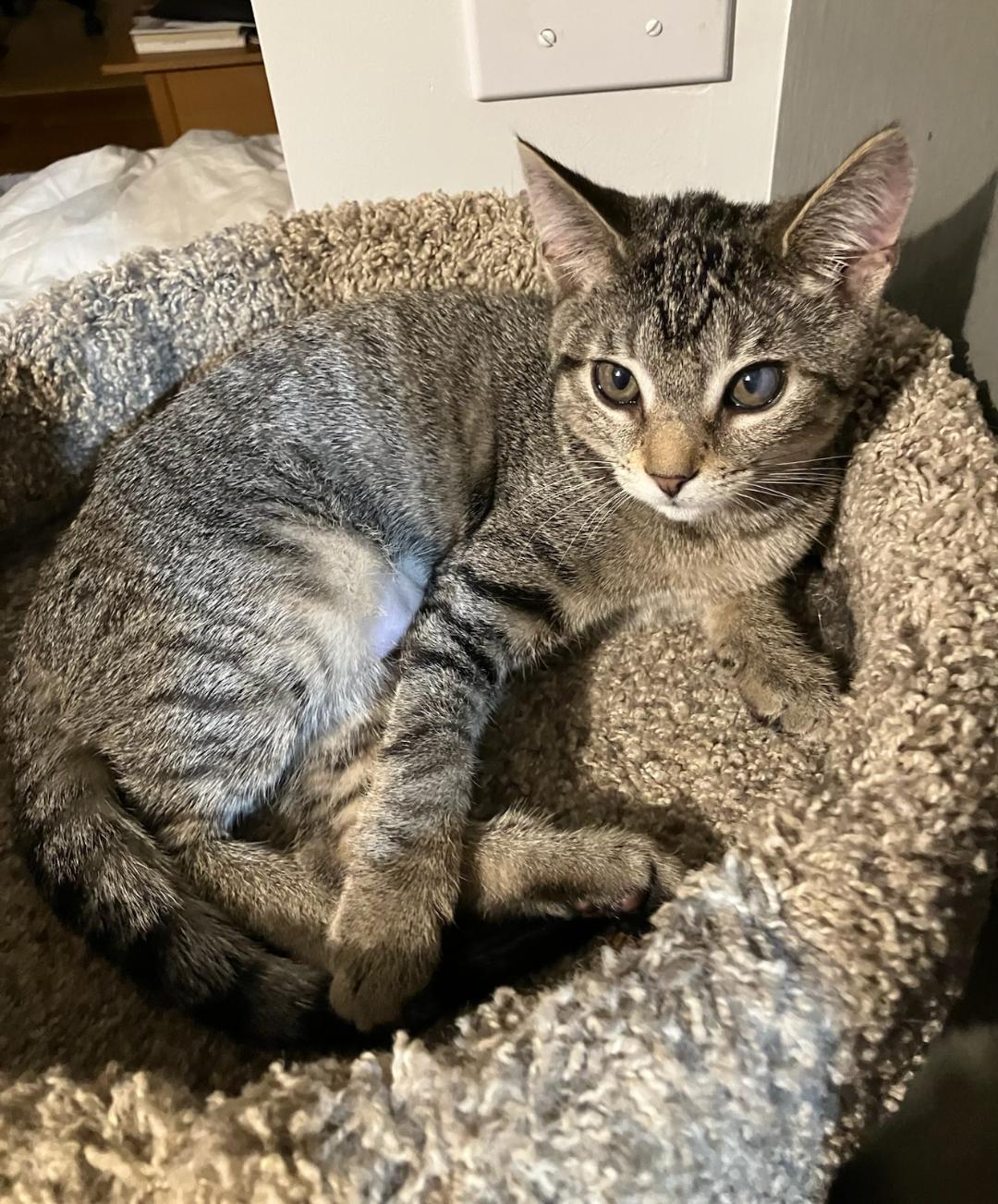 Enlarge Baylee, a Adoptable Tabby in Wayne, NJ image 4/4