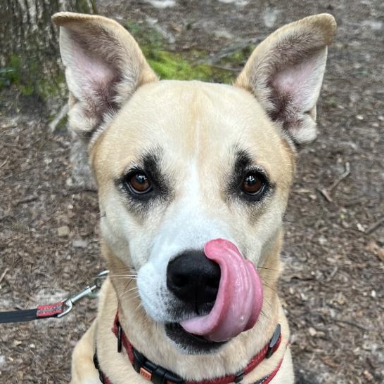 Hudson, a ADOPTABLE mixed breed in Cedar Mountain, NC image 4/5