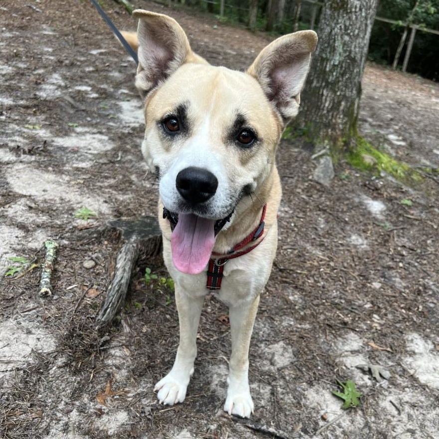 Hudson, a ADOPTABLE mixed breed in Cedar Mountain, NC image 3/5