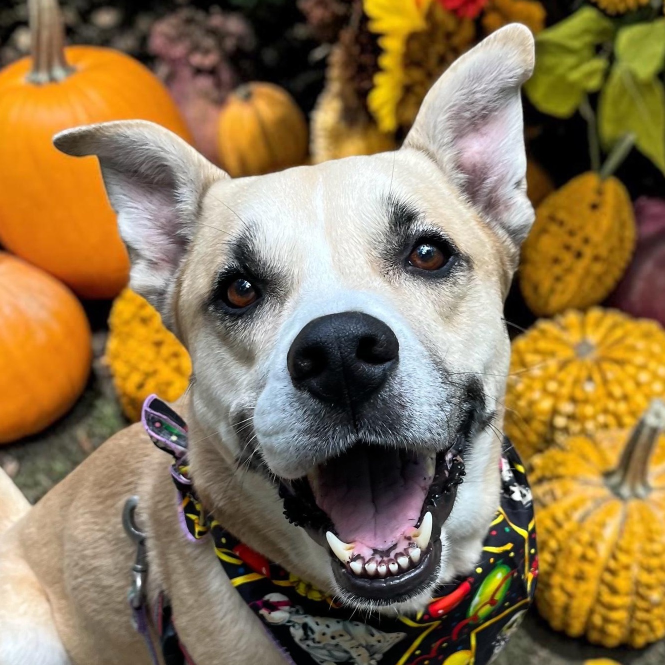 Enlarge Hudson, a Adoptable mixed breed in Cedar Mountain, NC image 1/6