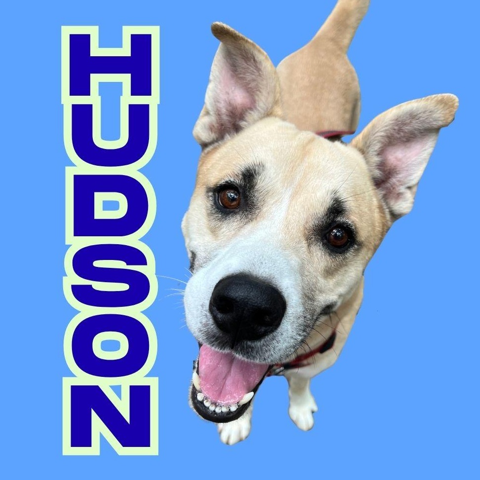 Hudson, a ADOPTABLE mixed breed in Cedar Mountain, NC image 1/5