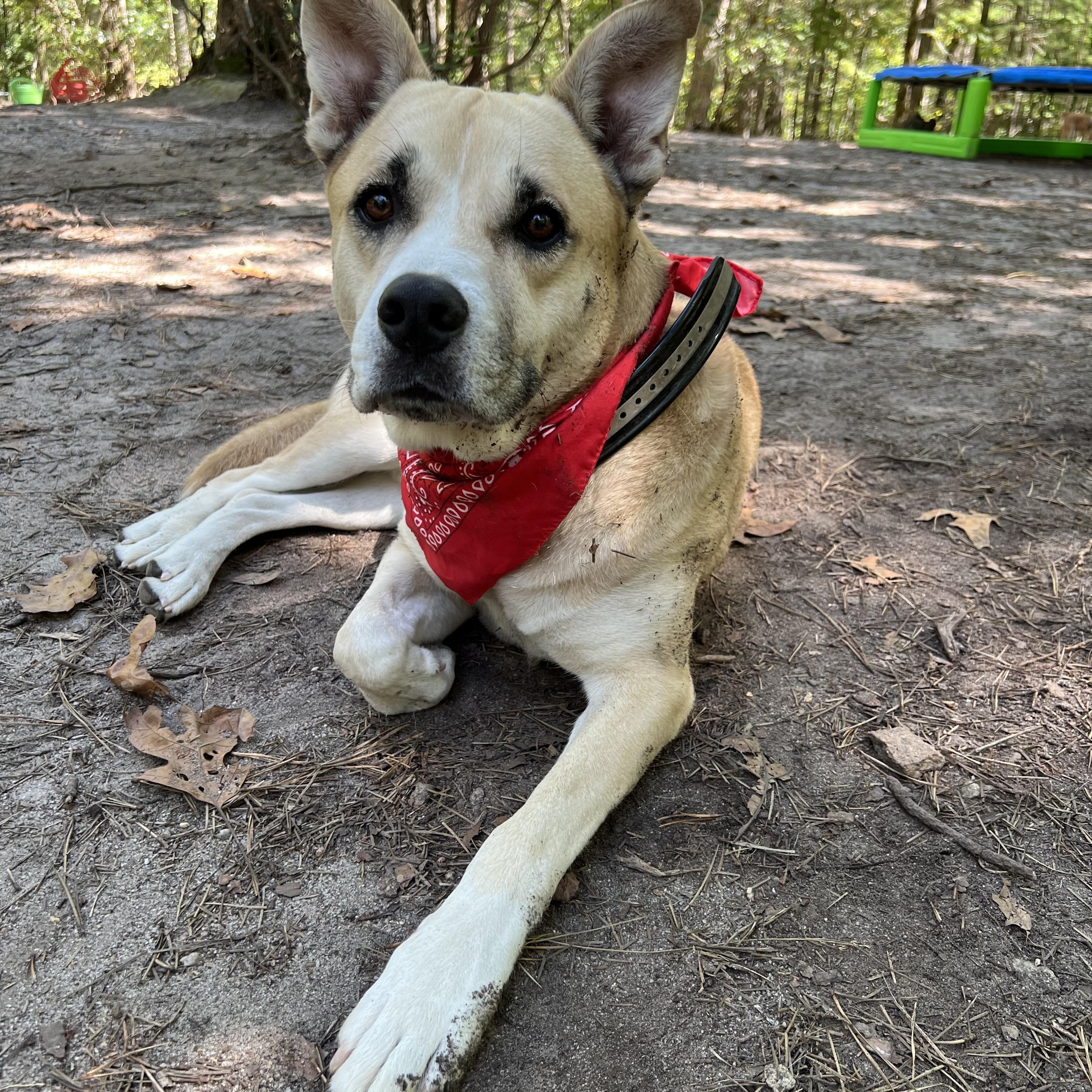 Enlarge Hudson, a Adoptable mixed breed in Cedar Mountain, NC image 4/6