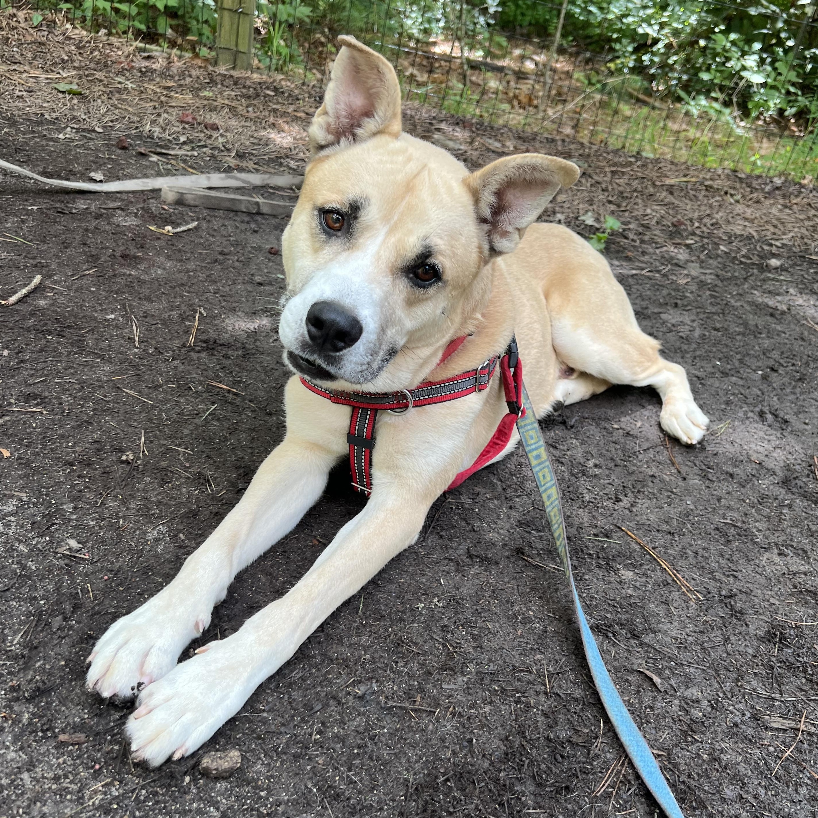 Hudson, a ADOPTABLE mixed breed in Cedar Mountain, NC image 2/5
