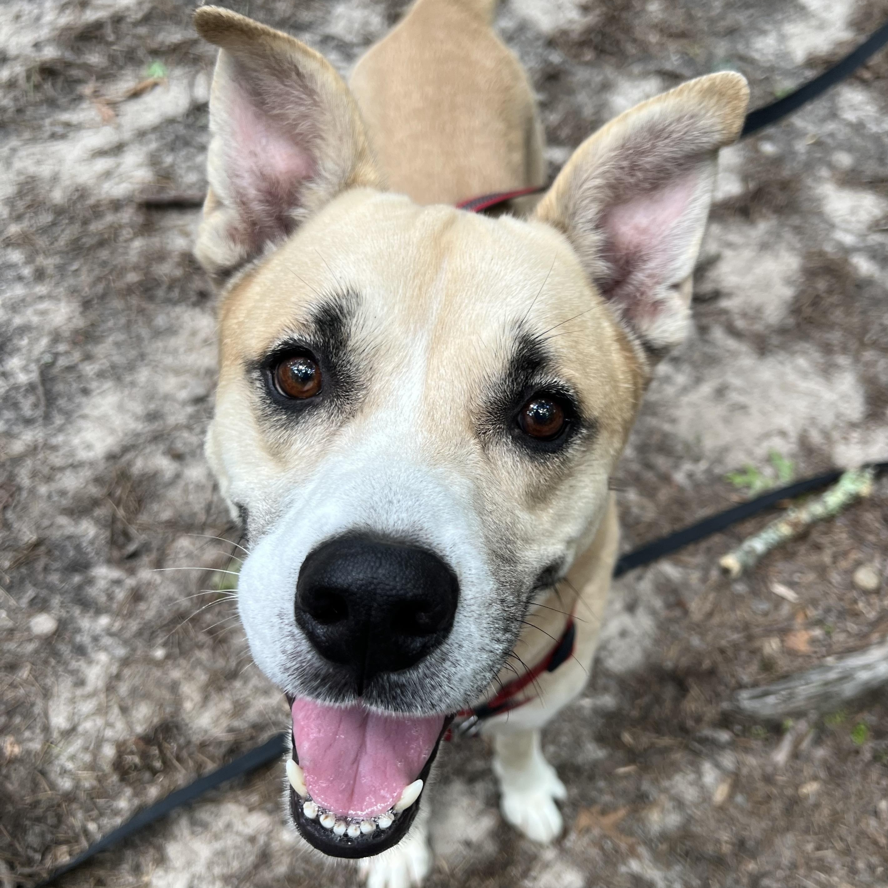 Hudson, a ADOPTABLE mixed breed in Cedar Mountain, NC image 5/5