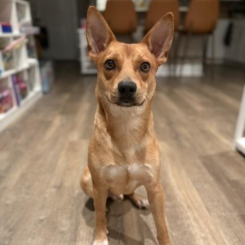 Artie, ADOPTABLE, Young Male Miniature Pinscher.