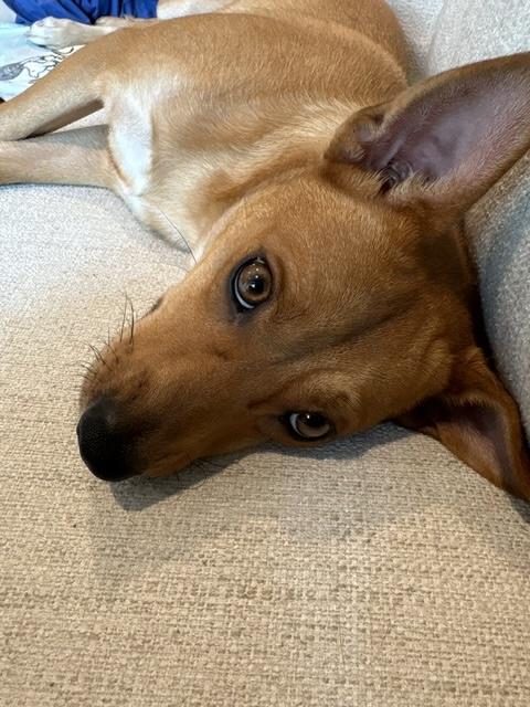 Enlarge Artie, a ADOPTABLE mixed breed in Manhasset, NY image 6/6