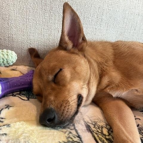 Enlarge Artie, a ADOPTABLE mixed breed in Manhasset, NY image 5/6