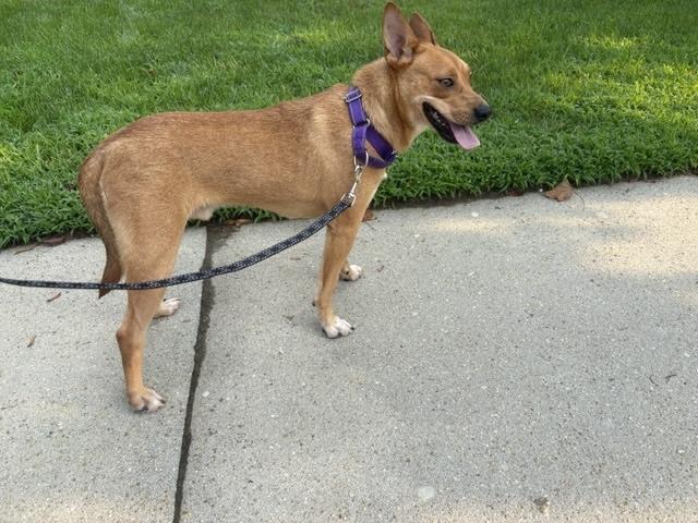 Enlarge Artie, a ADOPTABLE mixed breed in Manhasset, NY image 4/6