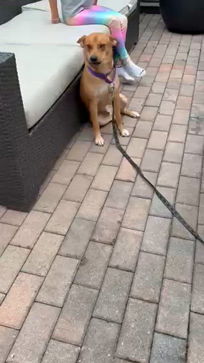 Enlarge Artie, a ADOPTABLE mixed breed in Manhasset, NY video 3/6