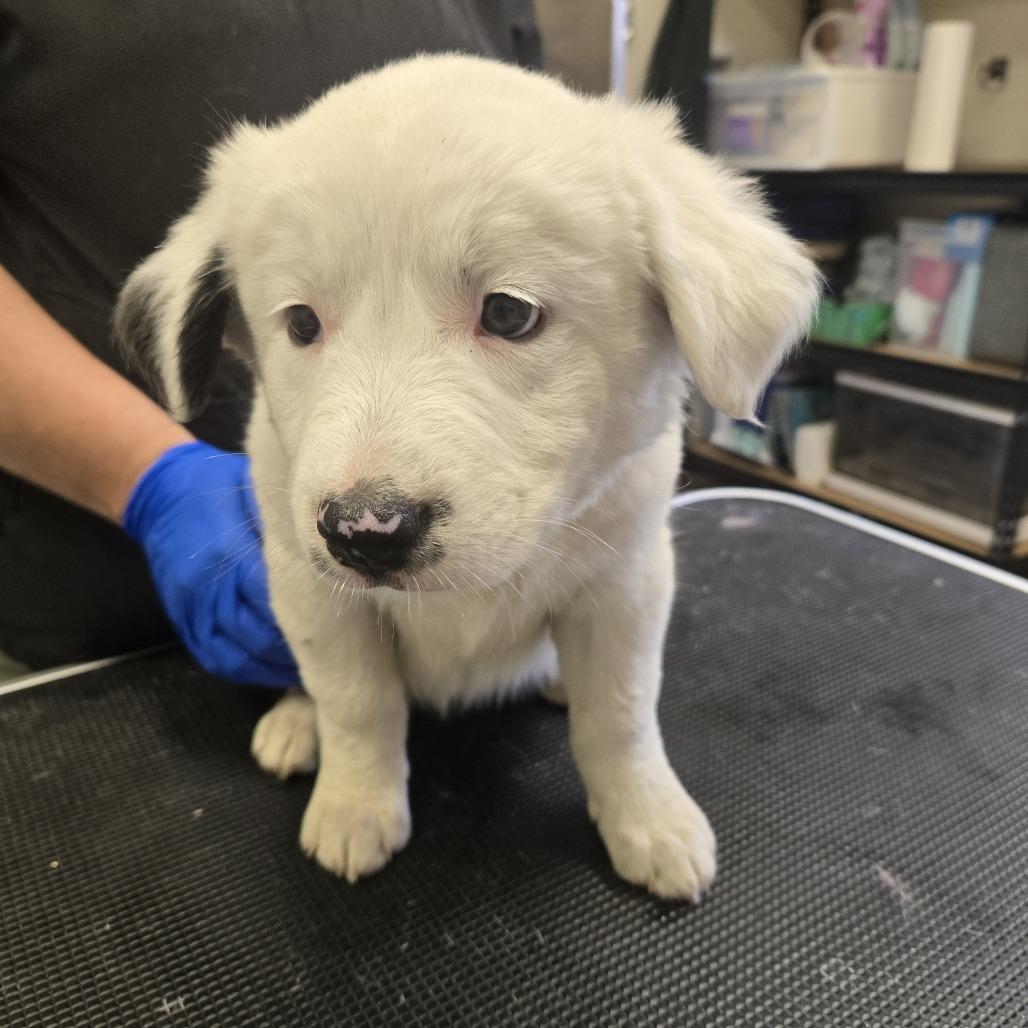Pearl 26-231, Adoptable, Puppy Female Border Collie.