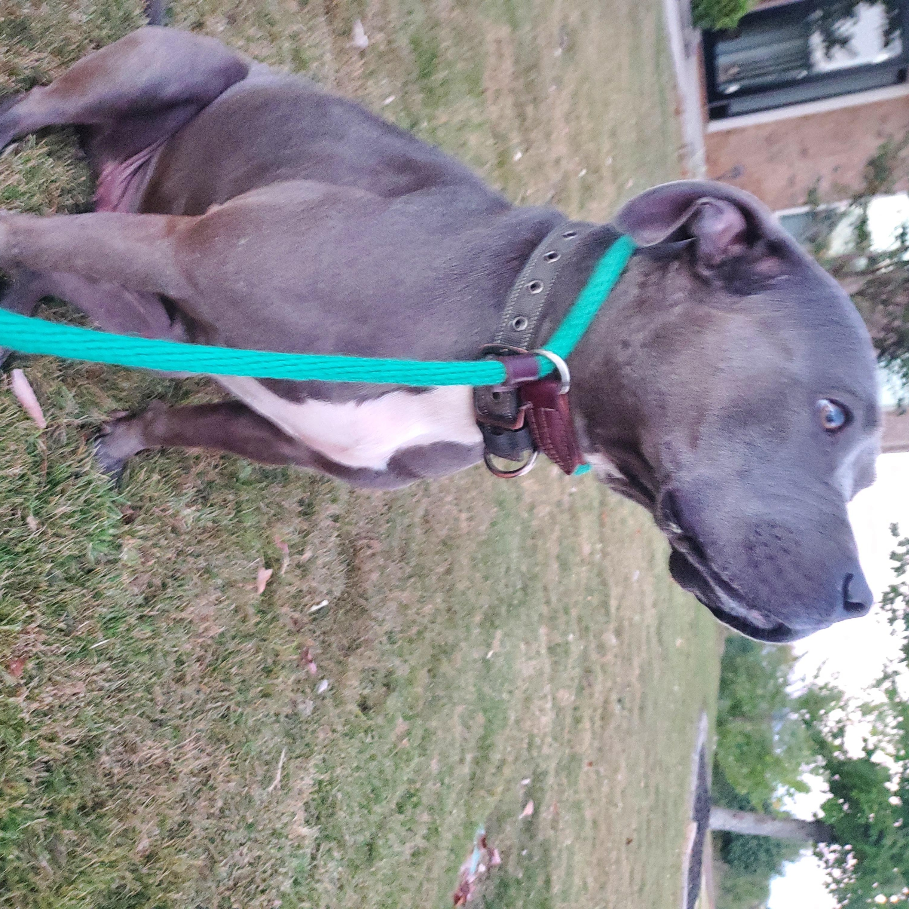 Enlarge Kourtney, an adopted mixed breed in Auburn, GA image 3/3