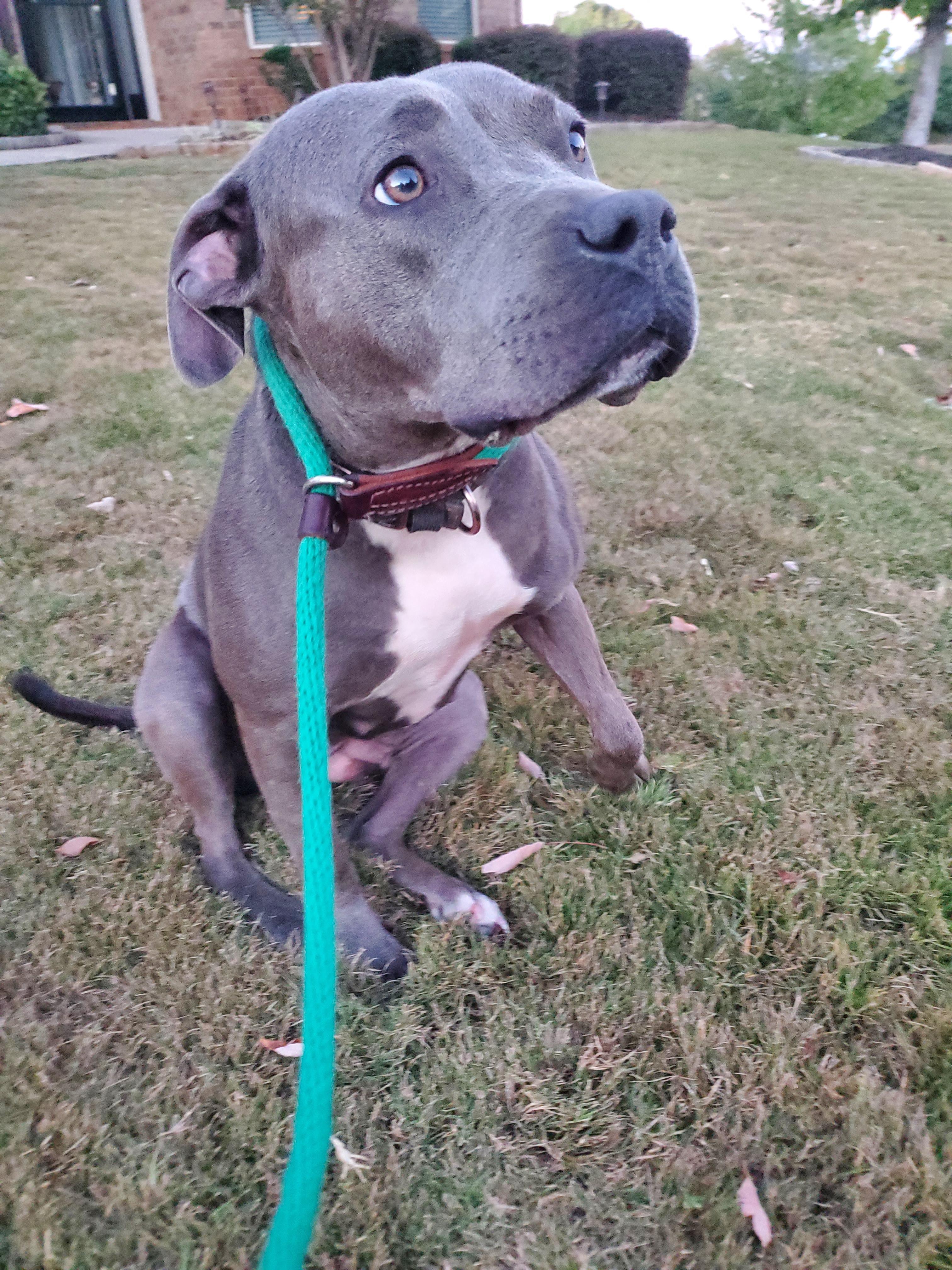 Enlarge Kourtney, an adopted mixed breed in Auburn, GA image 1/3