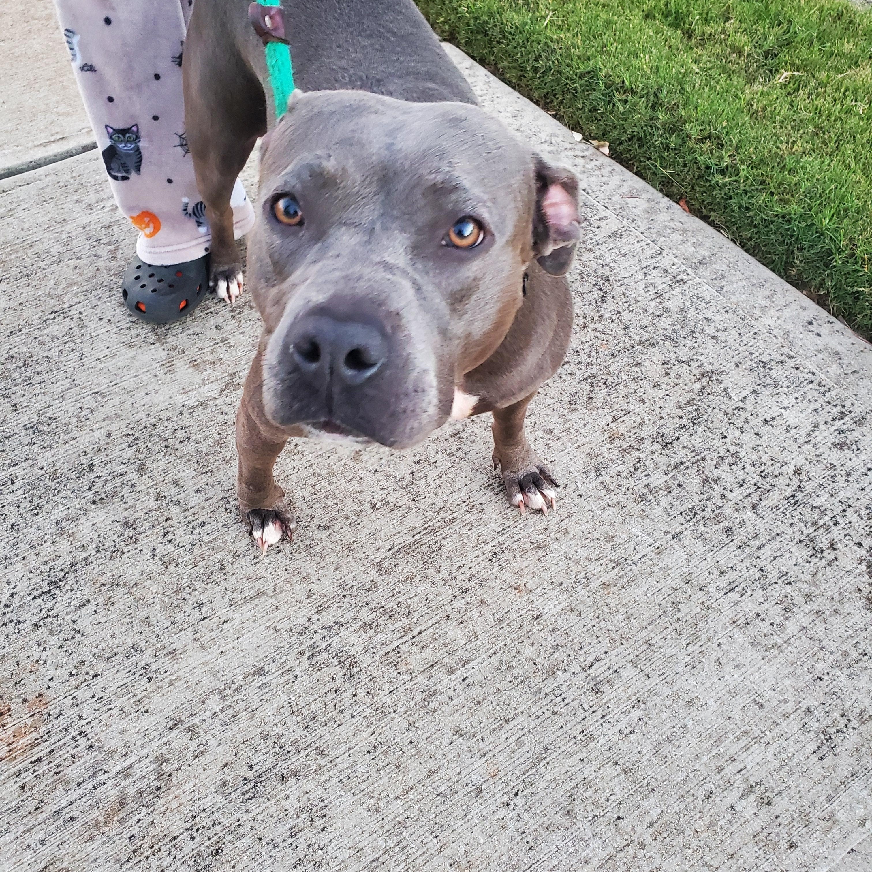 Enlarge Kourtney, an adopted mixed breed in Auburn, GA image 2/3