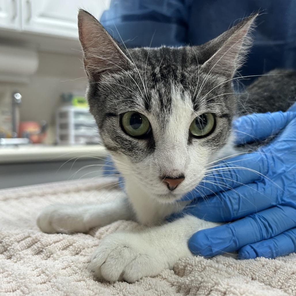 Enlarge River, a Adoptable Domestic Medium Hair in Pensacola, FL image 1/1