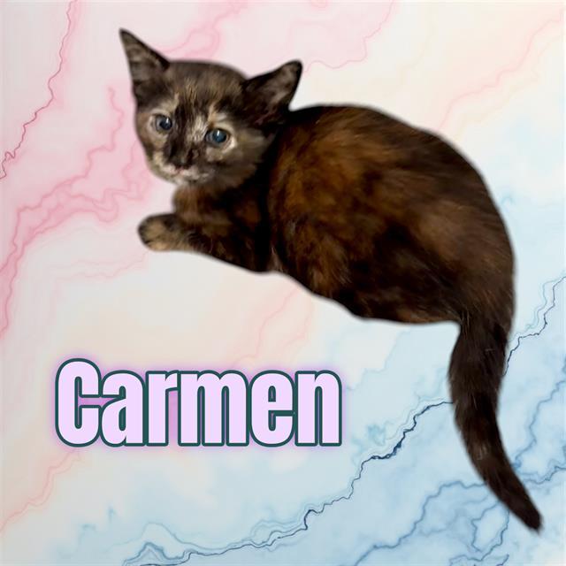 Enlarge CARMEN, a Adoptable mixed breed in Visalia, CA image 1/1
