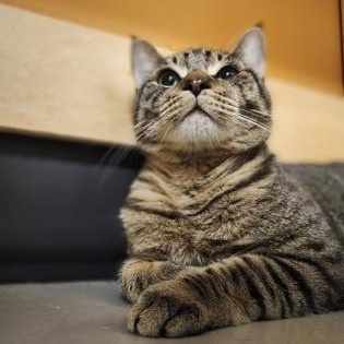 Enlarge Sailor, a Adoptable Domestic Short Hair in Bellingham, WA image 2/3