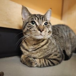 Enlarge Sailor, a Adoptable Domestic Short Hair in Bellingham, WA image 3/3