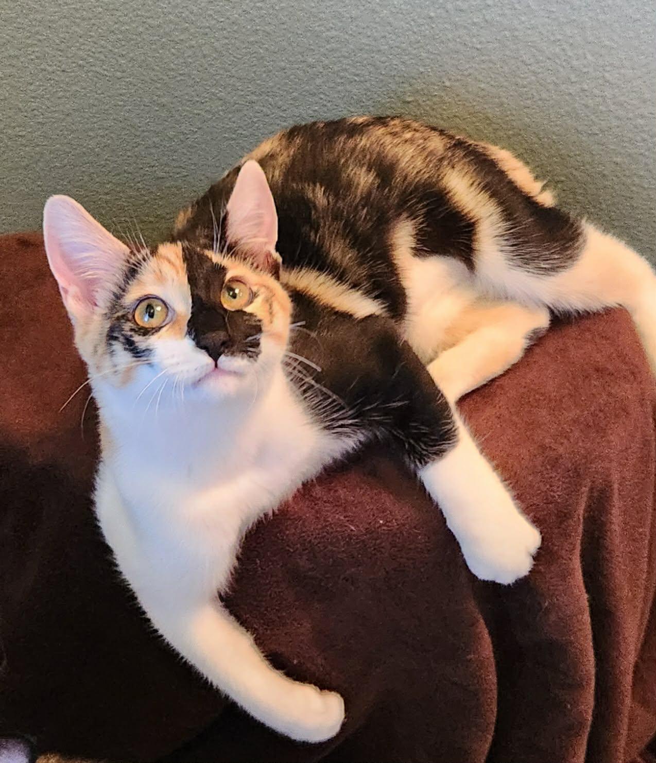 Dolly ( MP), Adoptable, Young Female Calico.