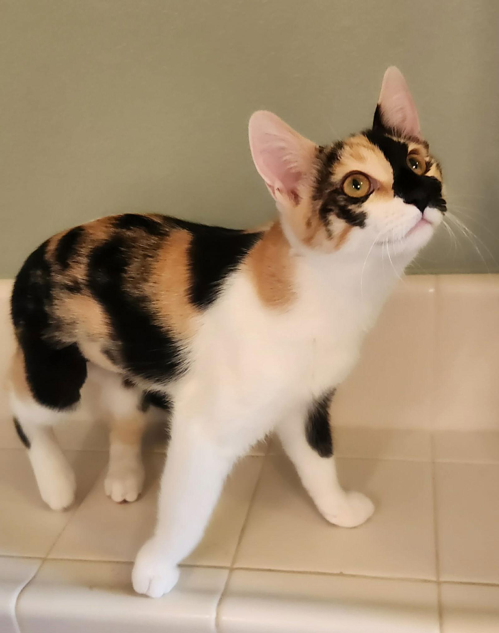 Enlarge Dolly ( MP), a Adoptable Calico in Vacaville, CA image 2/3