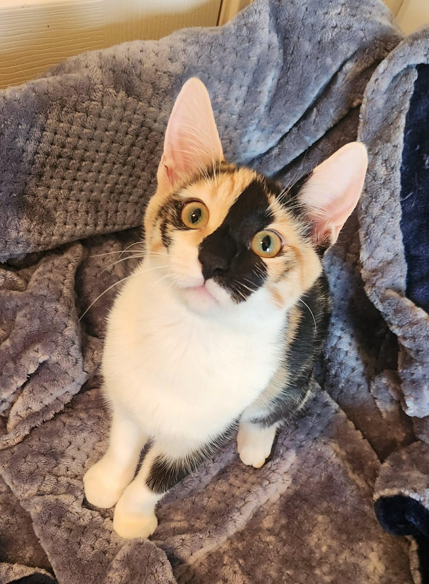 Enlarge Dolly ( MP), a Adoptable Calico in Vacaville, CA image 3/3