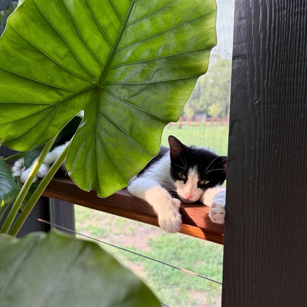 Enlarge Bat, a Adoptable Domestic Short Hair in Charlottesville, VA image 2/5