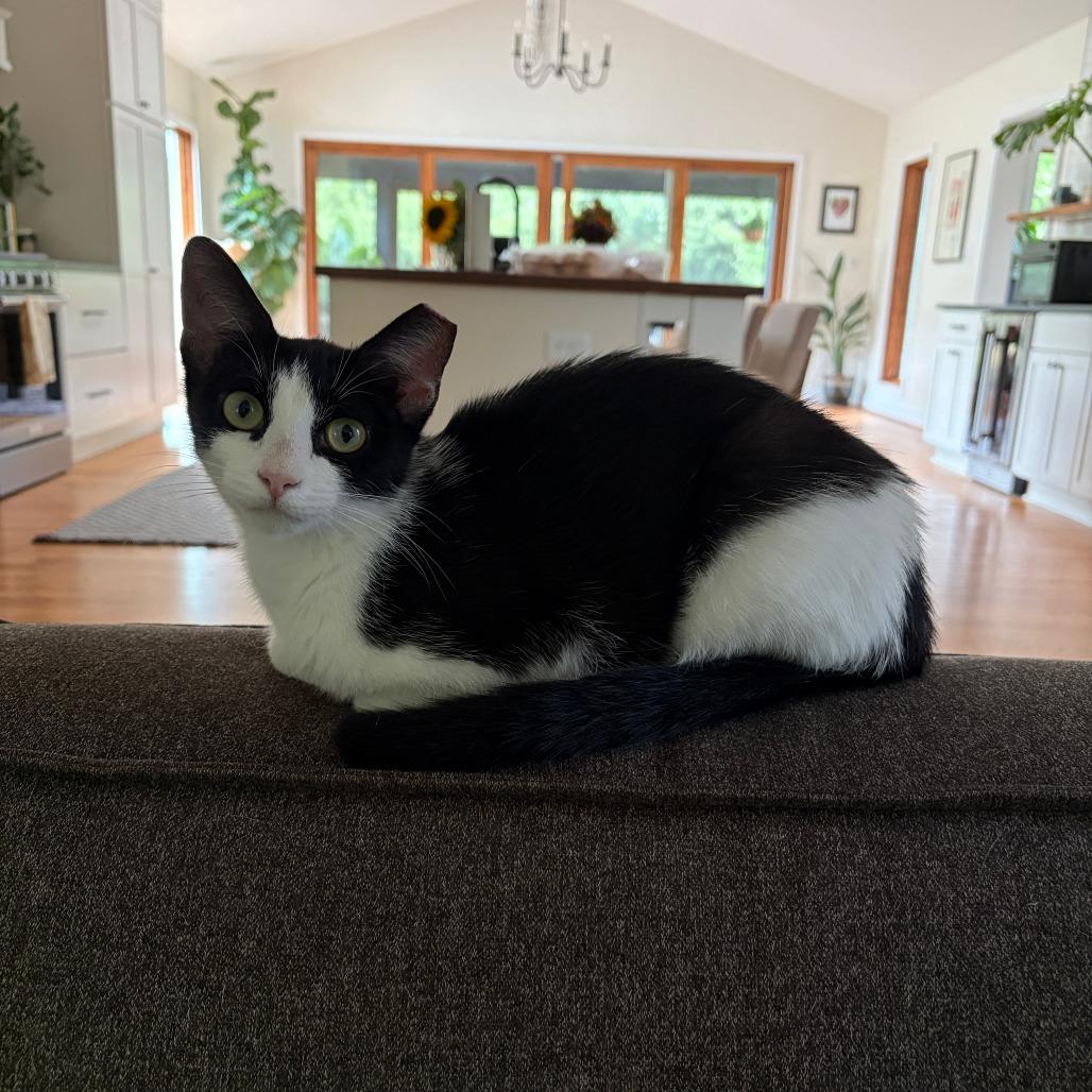 Bat, a Adoptable American Shorthair in Charlottesville, VA image 2/3