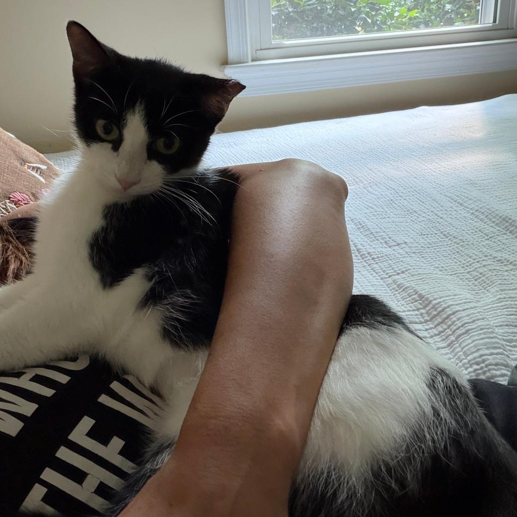 Bat, a Adoptable American Shorthair in Charlottesville, VA image 3/3