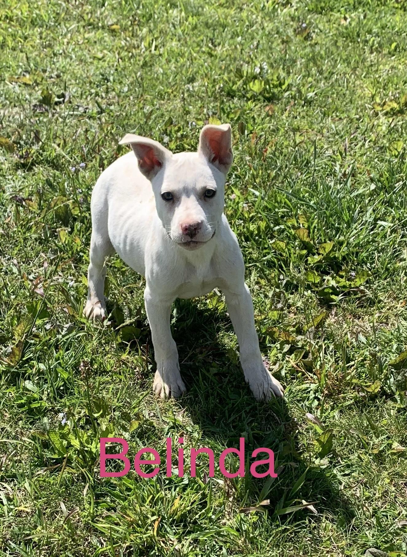 Belinda, ADOPTABLE, Puppy Female Labrador Retriever.