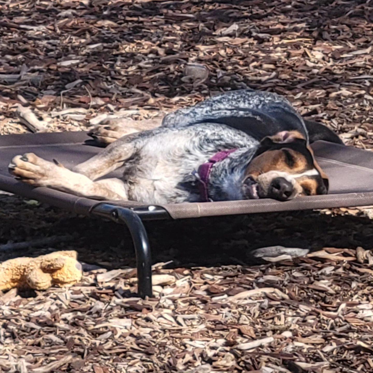Enlarge Brianna, a Adoptable Bluetick Coonhound in Las Vegas, NV image 1/3