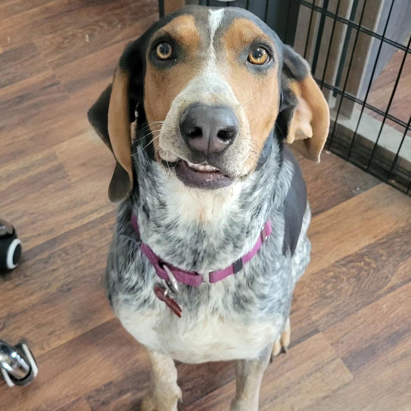 Enlarge Brianna, a Adoptable Bluetick Coonhound in Las Vegas, NV image 2/3