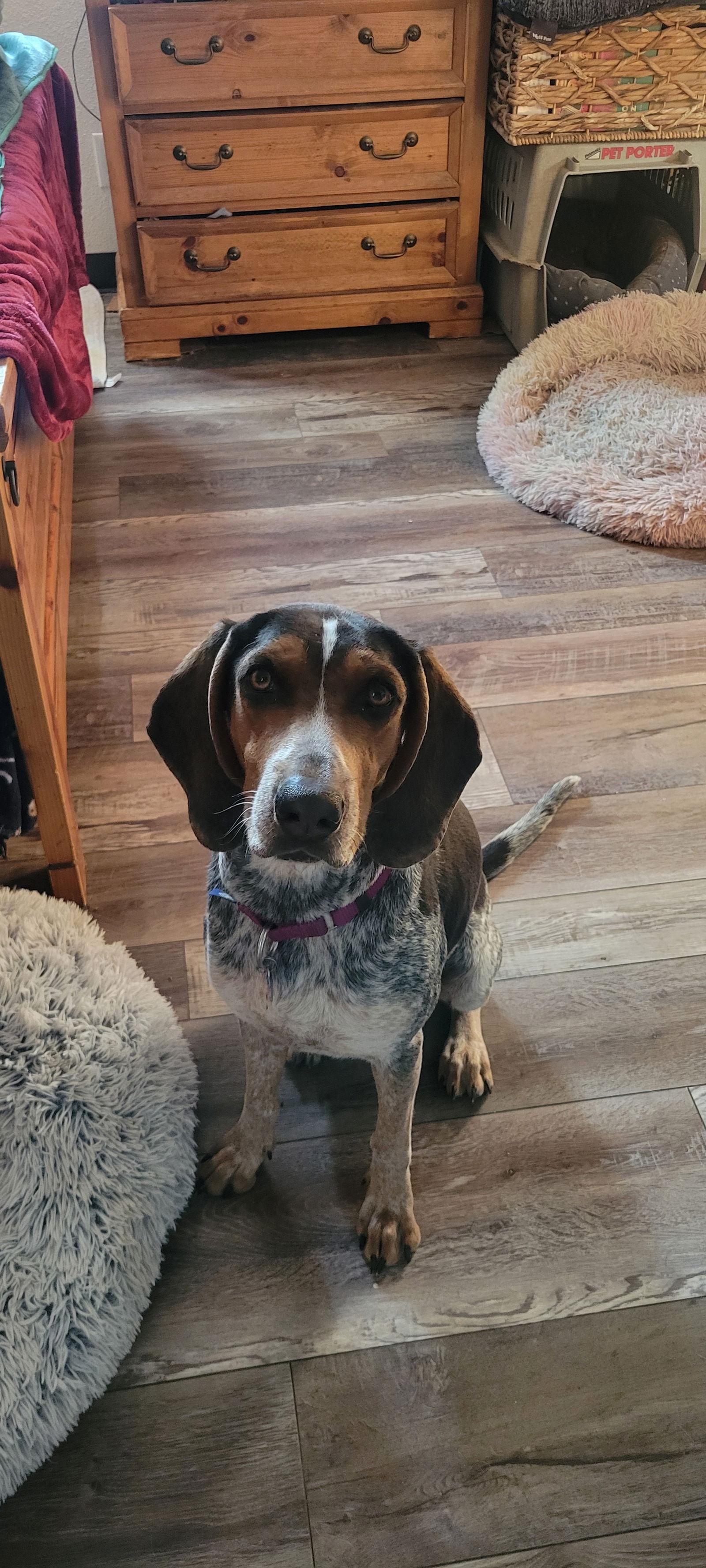 Enlarge Brianna, a Adoptable Bluetick Coonhound in Las Vegas, NV image 3/3