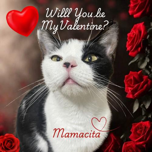 Mamacita-Sweet & Gentle, Adoptable, Adult Female Domestic Short Hair.