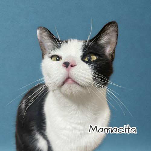 Mamacita-Sweet & Gentle, Adoptable, Adult Female Domestic Short Hair.