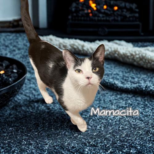 Enlarge Mamacita-Sweet & Gentle, a Adoptable Domestic Short Hair in Laurel, MD image 3/3