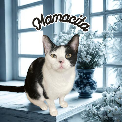 Mamacita-Sweet & Gentle, Adoptable, Adult Female Domestic Short Hair.