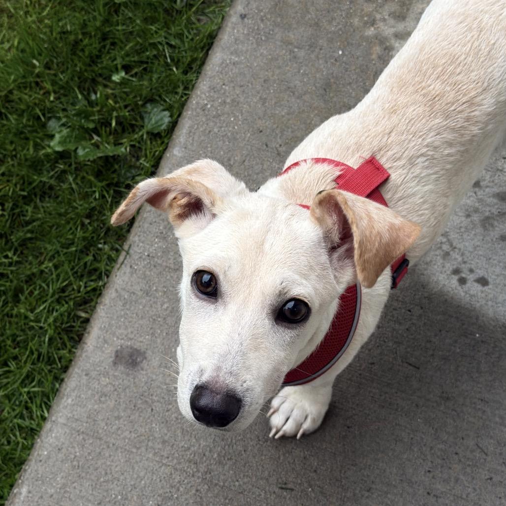 Maraschino, a ADOPTABLE mixed breed in Chicago, IL image 2/6