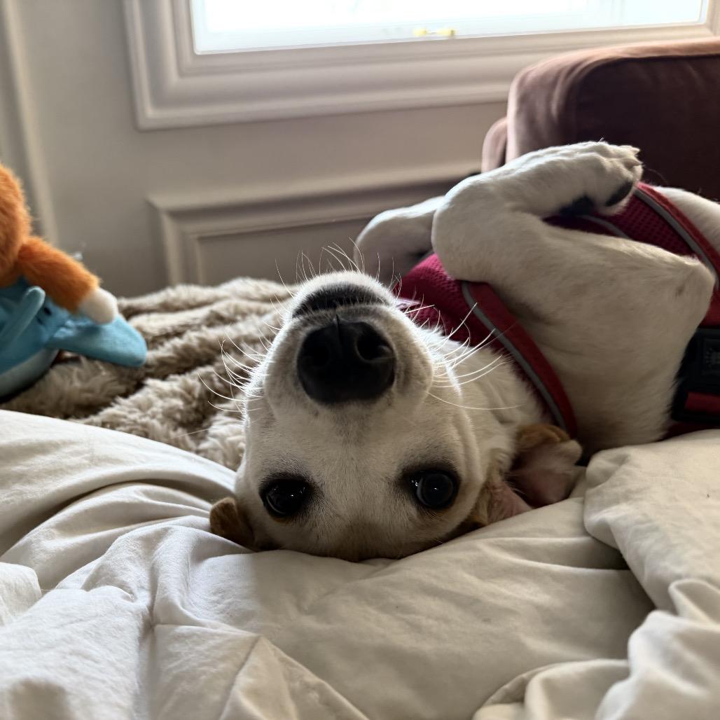 Maraschino, a ADOPTABLE mixed breed in Chicago, IL image 4/6
