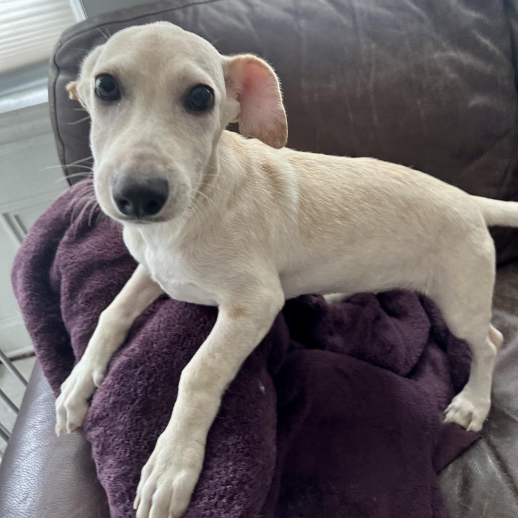 Maraschino, a ADOPTABLE mixed breed in Chicago, IL image 5/6