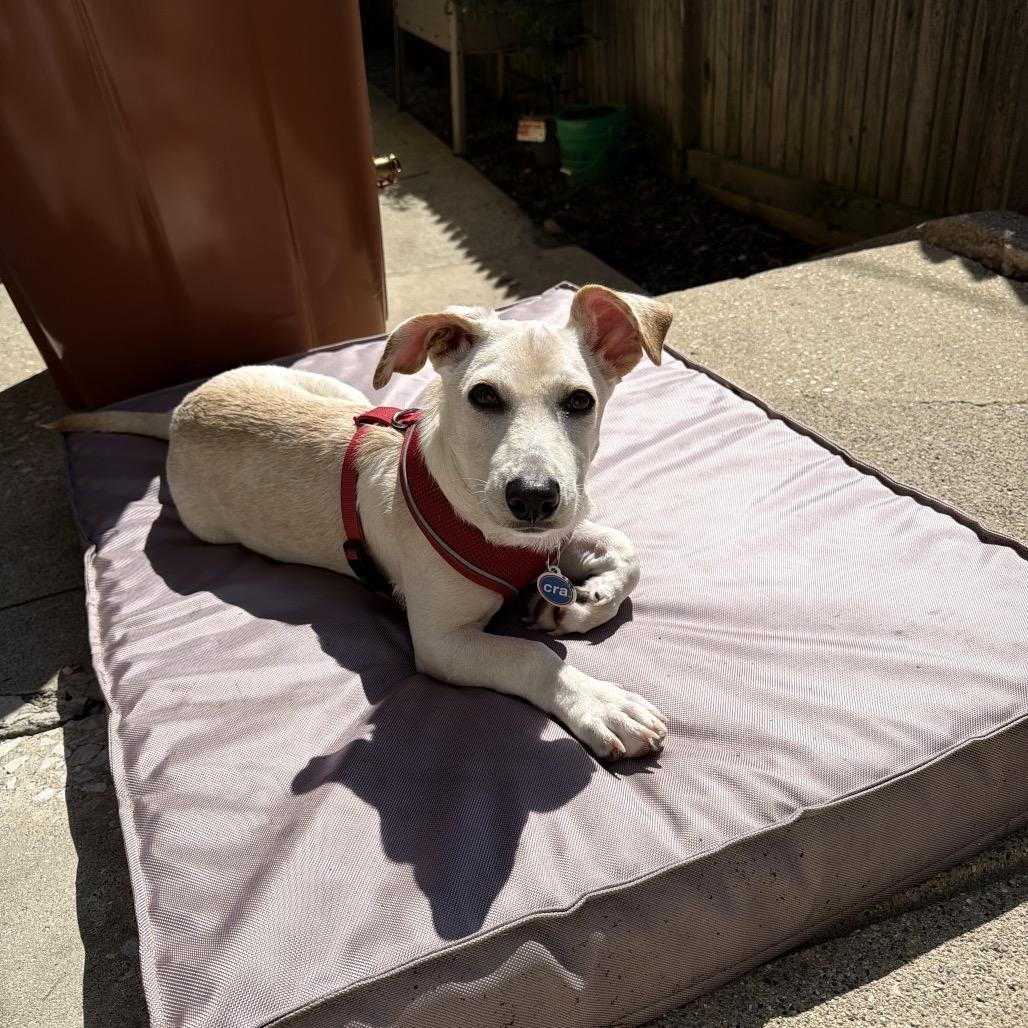 Maraschino, a ADOPTABLE mixed breed in Chicago, IL image 3/6