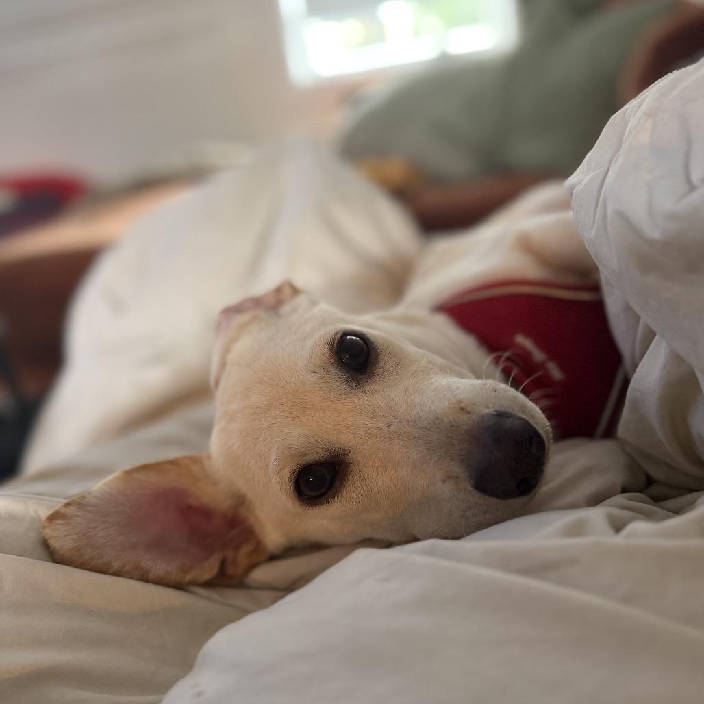 Enlarge Maraschino, a Adoptable mixed breed in Chicago, IL image 2/6